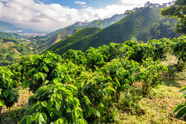 Kaffeeanbau in Kolumbien